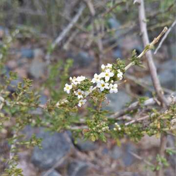 Image of Acantholippia