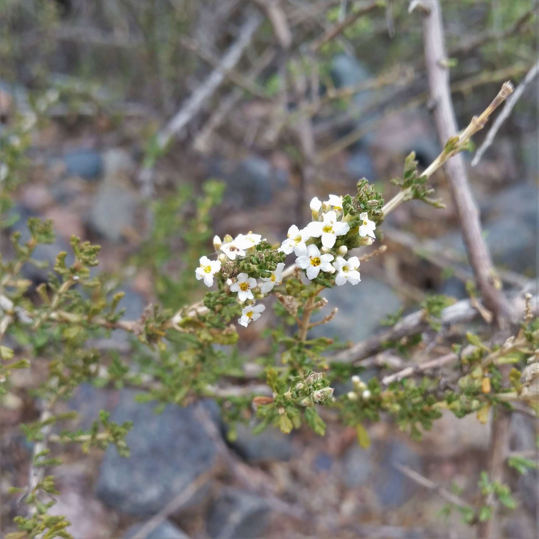 Sivun Acantholippia kuva