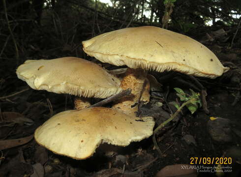 Image of Macrocybe titans (H. E. Bigelow & Kimbr.) Pegler, Lodge & Nakasone 1998