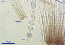 Image de Discina ancilis (Pers.) Sacc. 1889