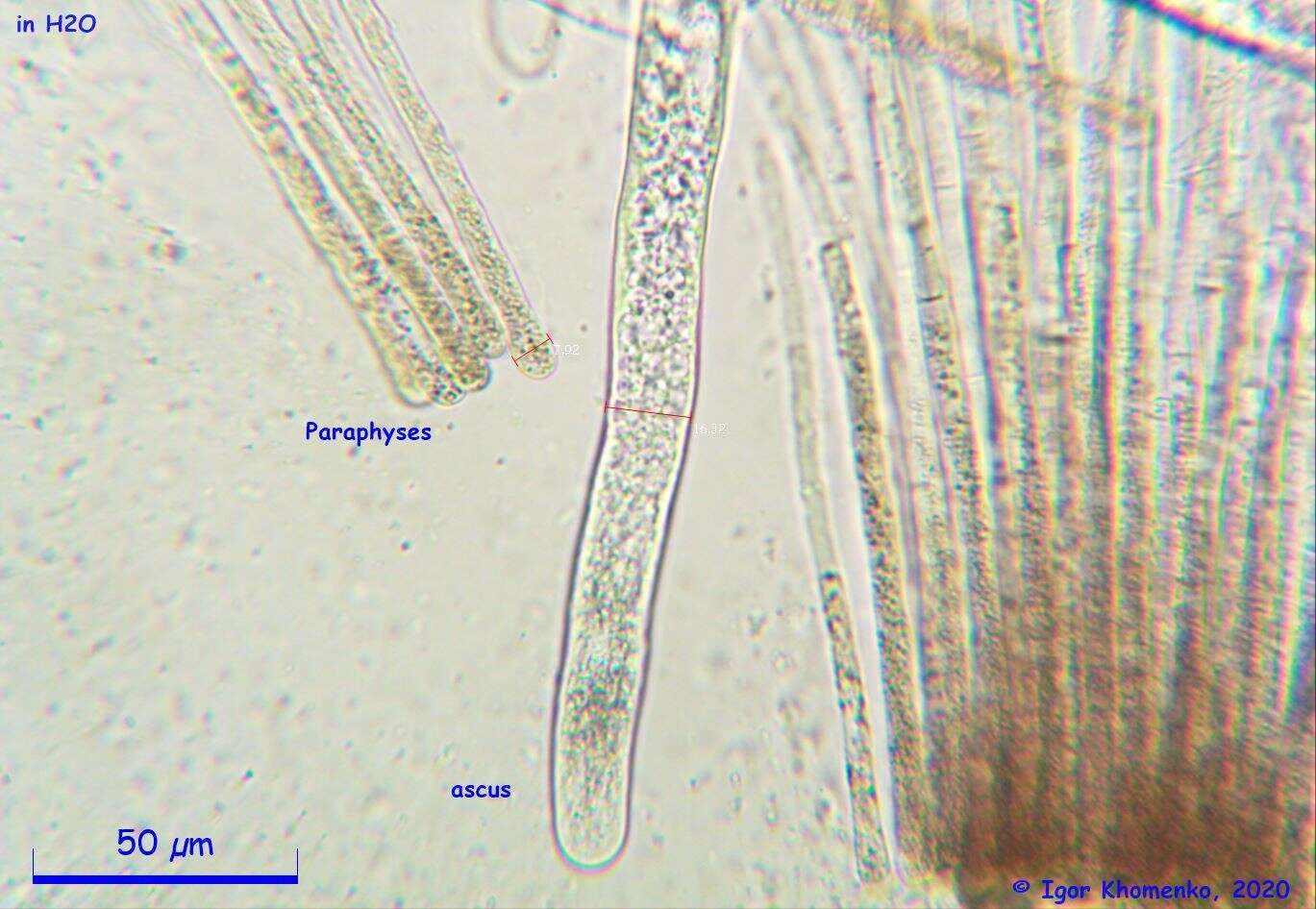 Image de Discina ancilis (Pers.) Sacc. 1889