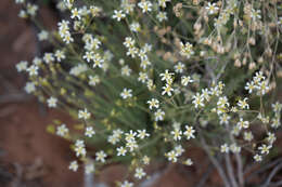 Image of Ferris' sandwort