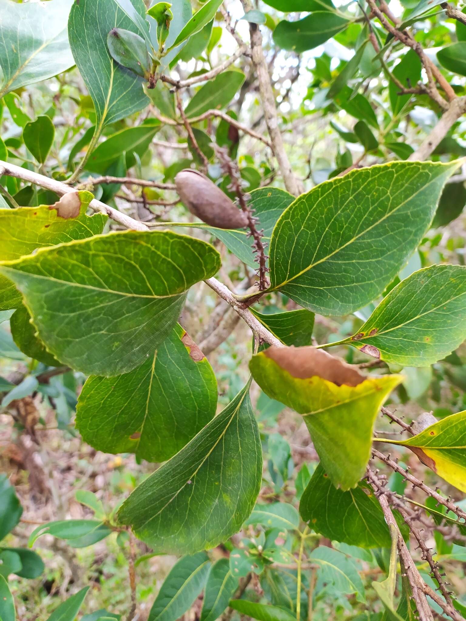 Image of Roupala montana Aubl.