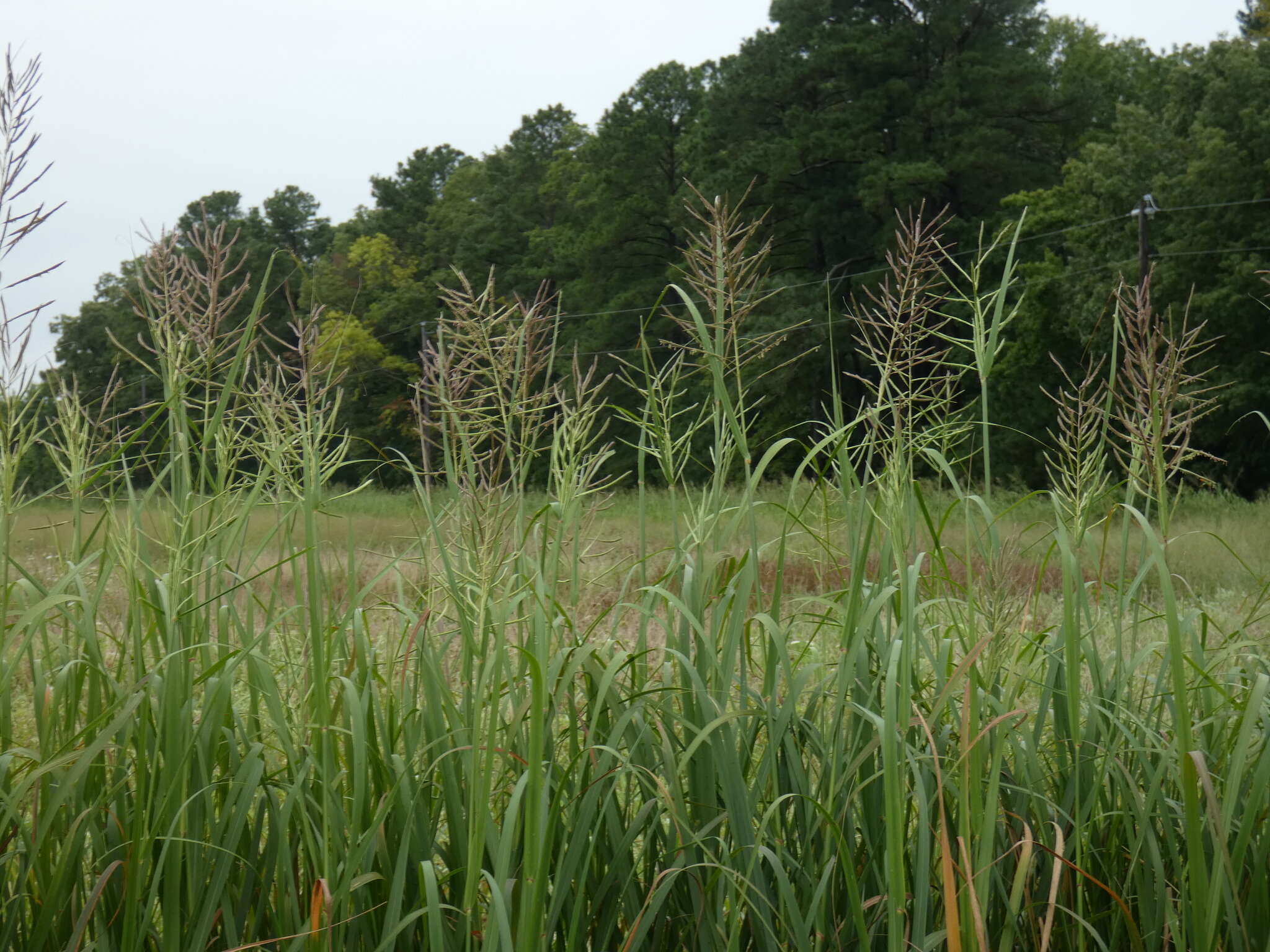 Image of Big Cord Grass