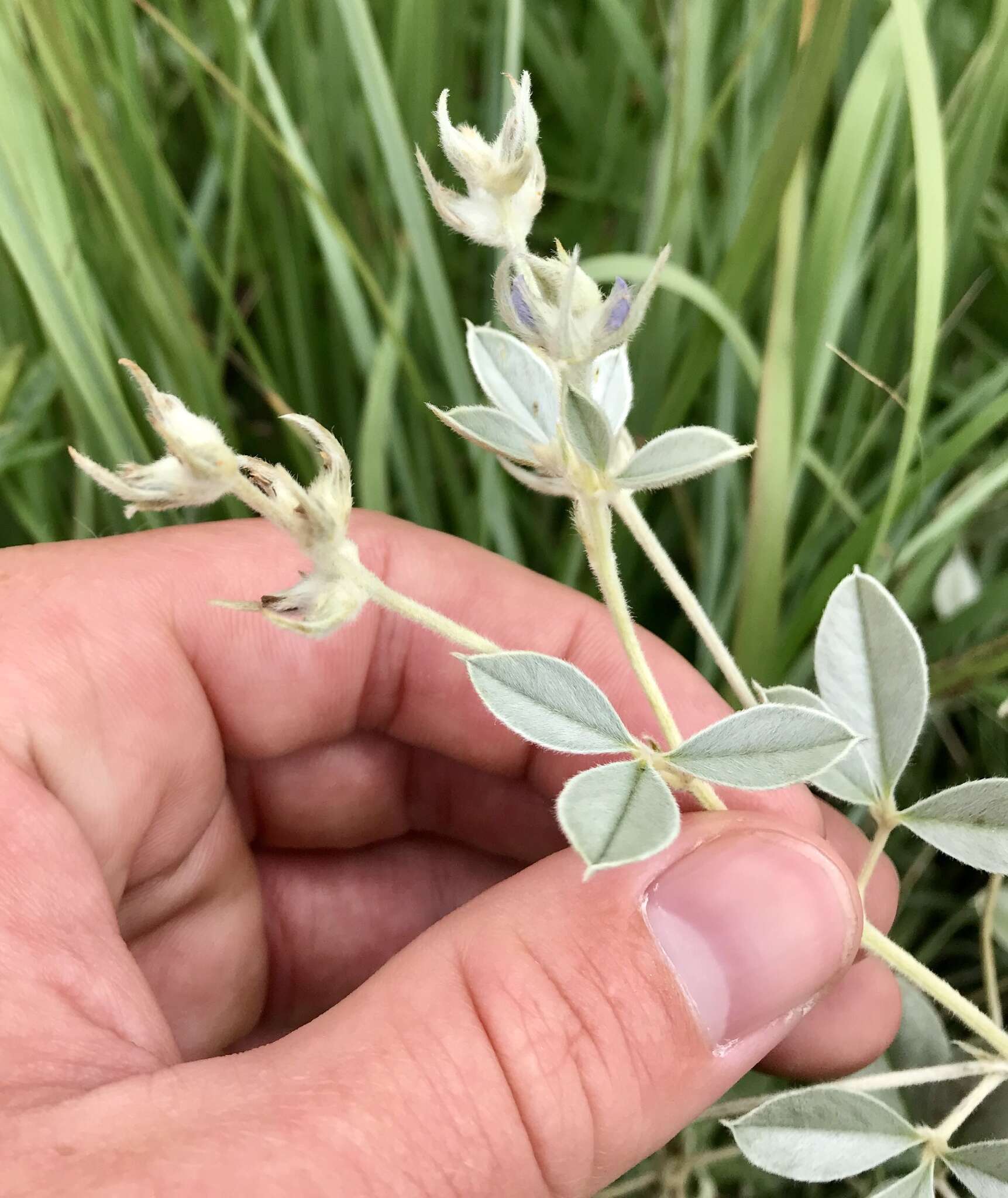 Plancia ëd Psoralea argophylla Pursh