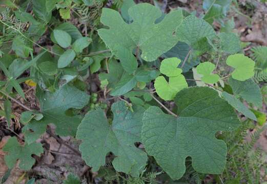 Imagem de Vitis aestivalis var. lincecumii (Buckley) Munson