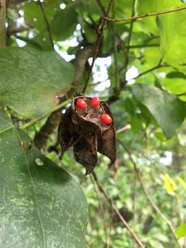 Image of Abrus precatorius subsp. precatorius