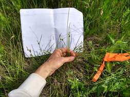 Image of Torrey's Sedge