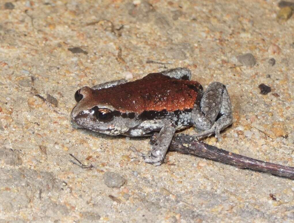 Image of Copper-backed Broodfrog