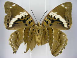 Imagem de Charaxes numenes aequatorialis Van Someren 1972