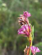 Image of Erica corifolia var. corifolia