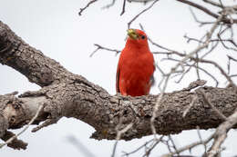 Imagem de Piranga rubra cooperi Ridgway 1869