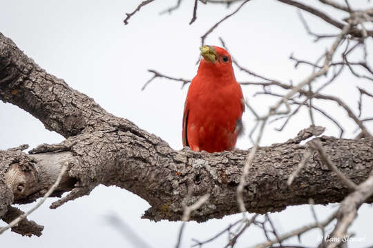 Image of Piranga rubra cooperi Ridgway 1869