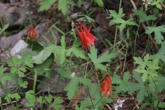 Слика од Aquilegia desertorum (M. E. Jones) Cockerell ex Heller