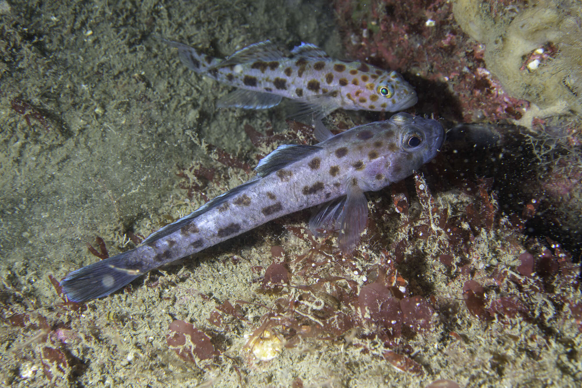 صورة Thorogobius ephippiatus (Lowe 1839)