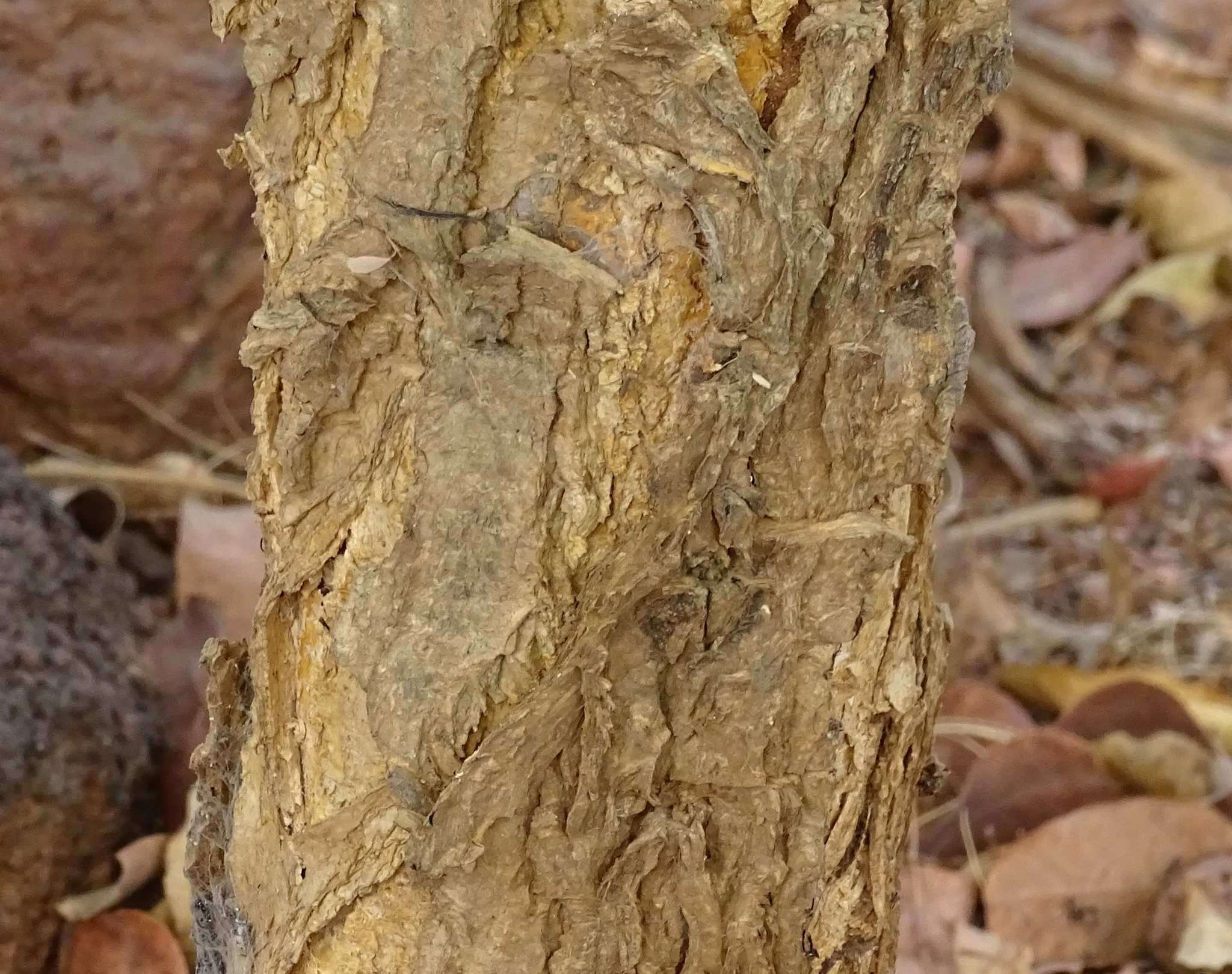 Слика од Senegalia gourmaensis (A. Chev.) Kyal. & Boatwr.