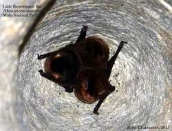 Image of Little Bent-winged Bat