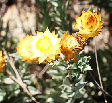 Image of Achyranthemum mucronatum