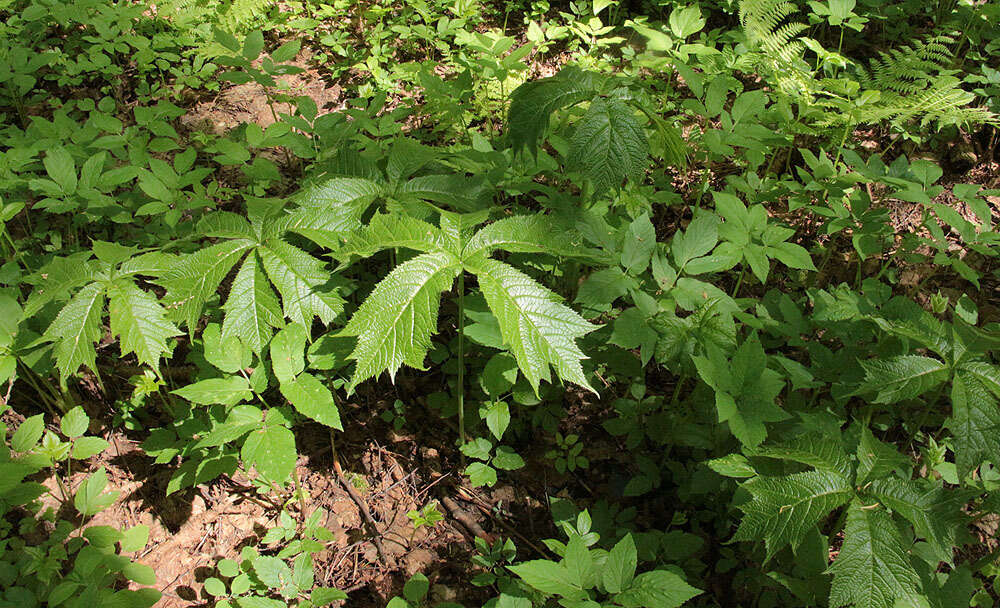 Image of Rodgersia podophylla A. Gray