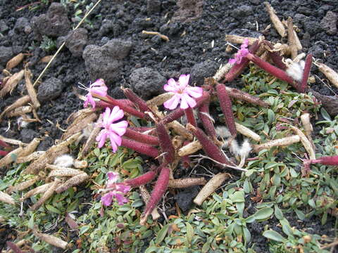 Image of Saponaria sicula Raf.