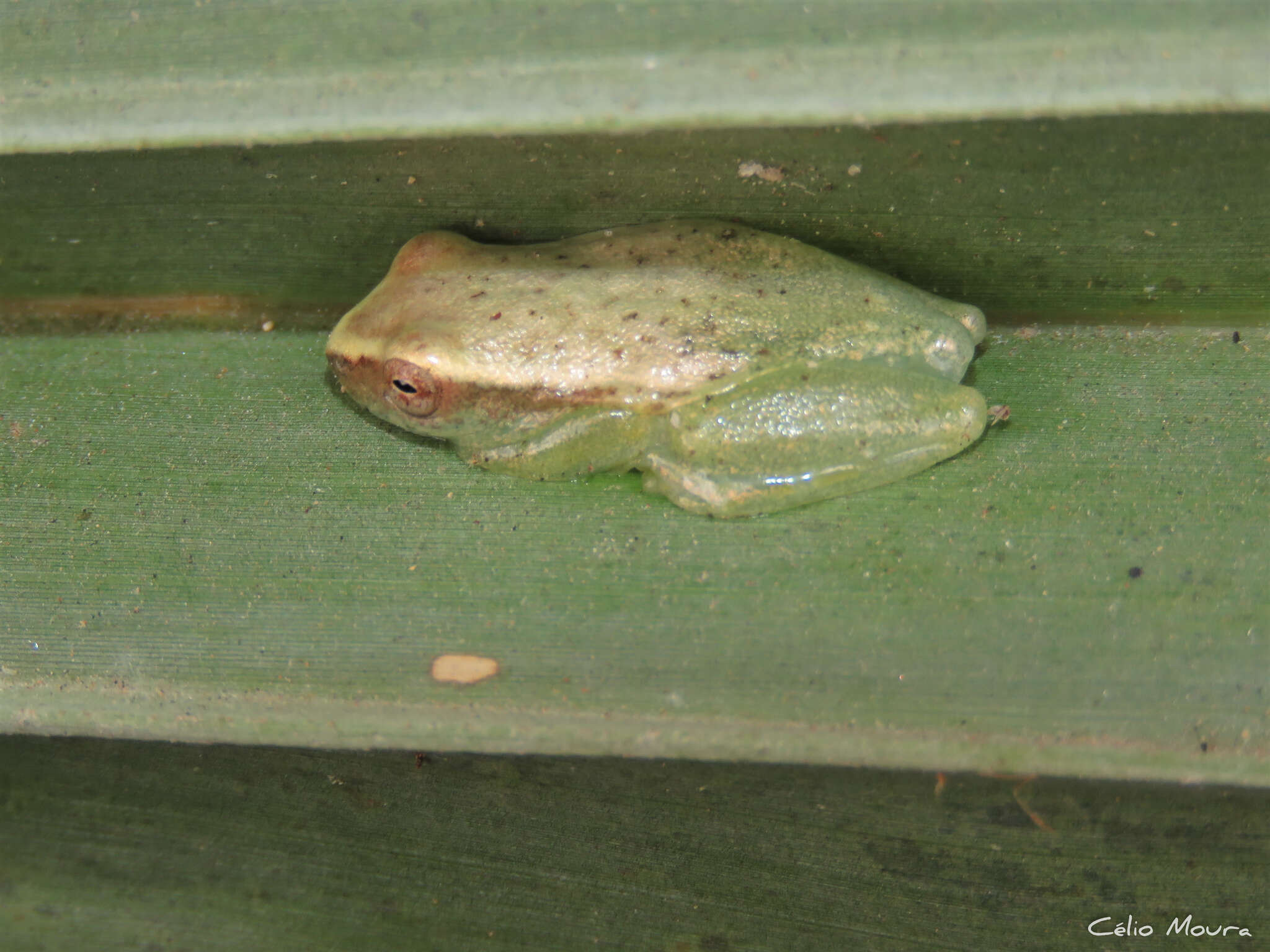 Image of Dendropsophus minusculus (Rivero 1971)