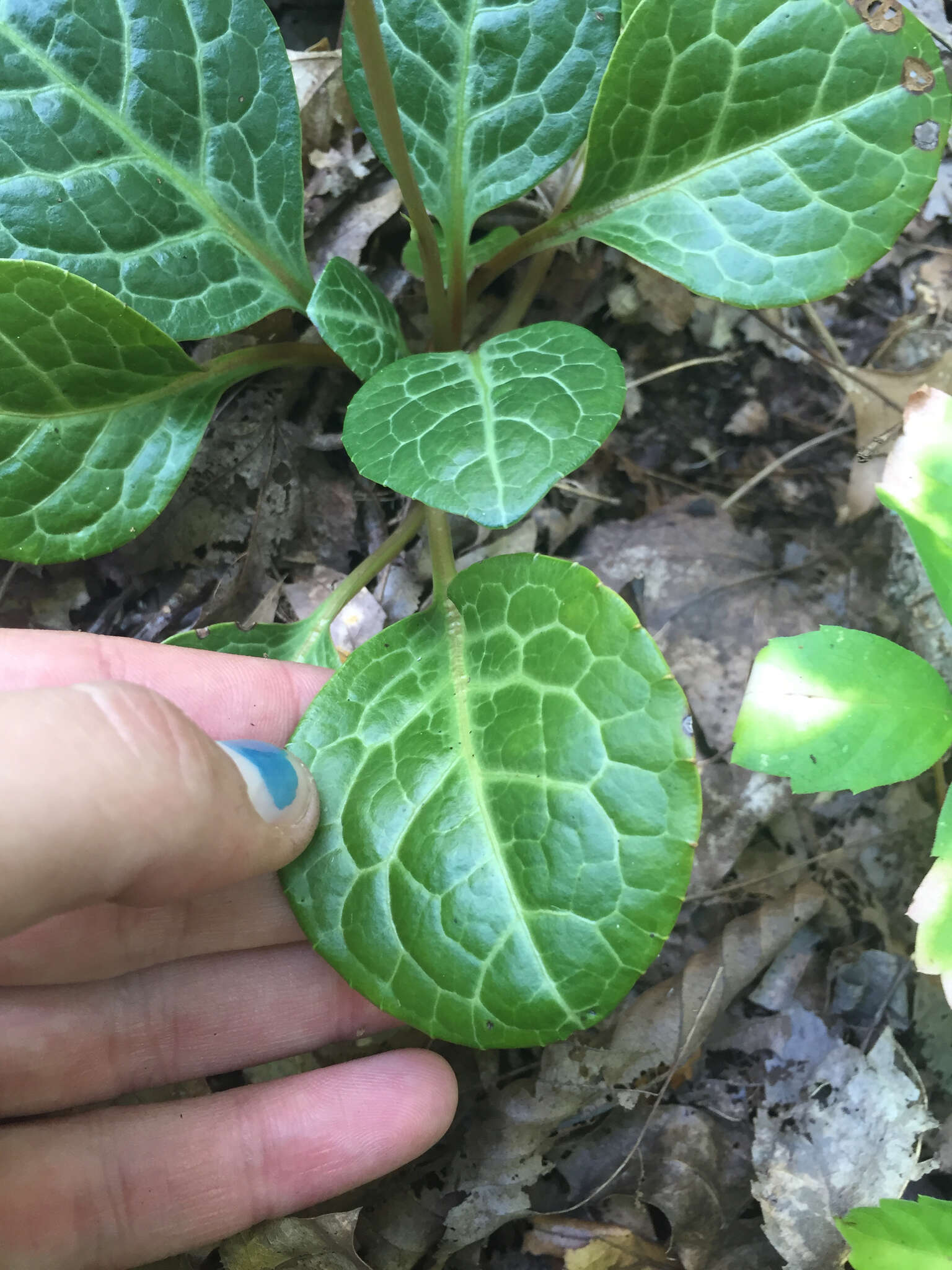 Image of American wintergreen