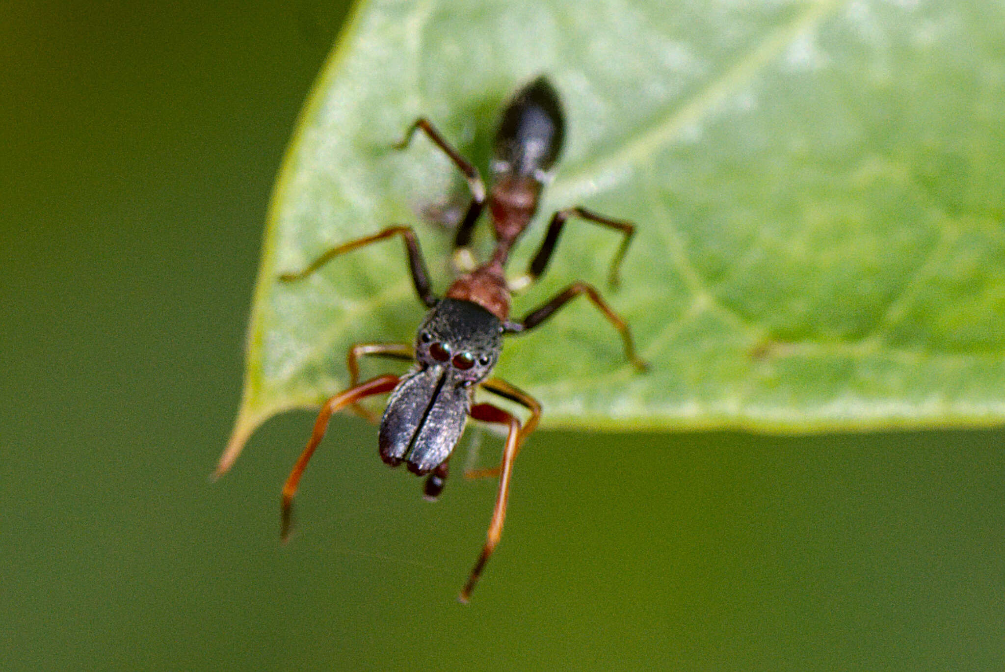 Myrmarachne melanocephala MacLeay 1839 resmi