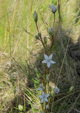 Image of lomatogonium