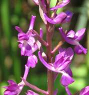 Anacamptis laxiflora (Lam.) R. M. Bateman, Pridgeon & M. W. Chase的圖片