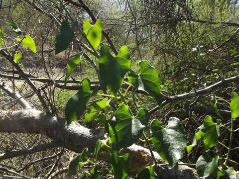 Plancia ëd Gonolobus naturalistae