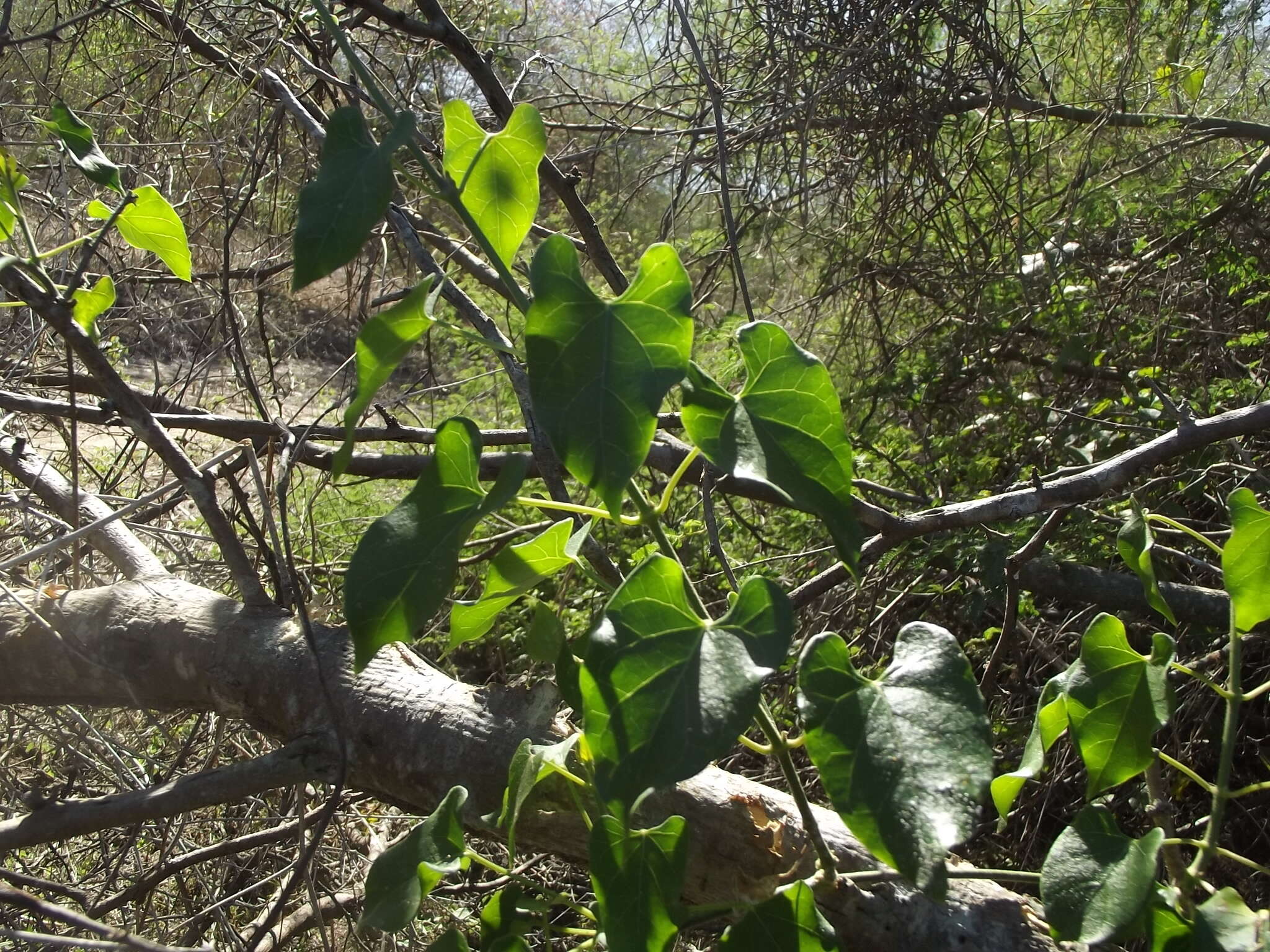 Image of Gonolobus naturalistae