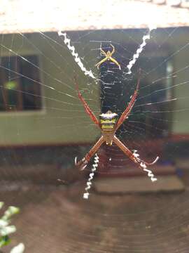 Image de Argiope anasuja Thorell 1887