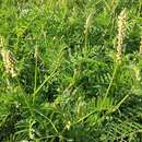 صورة Astragalus hartwegii Benth.