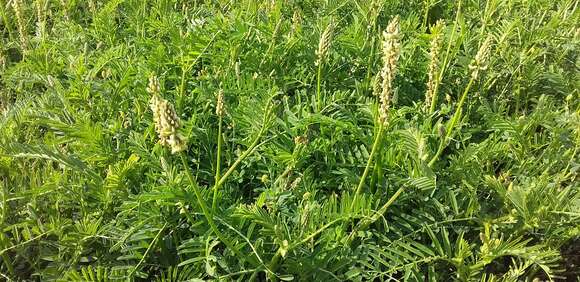 Imagem de Astragalus hartwegii Benth.