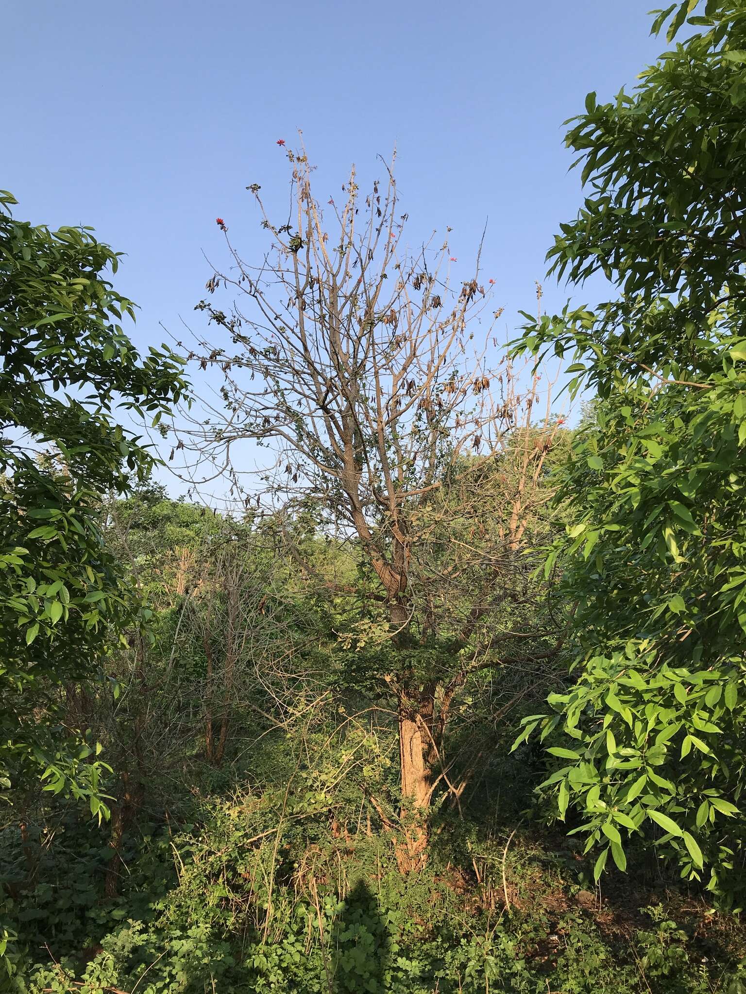 Image of Erythrina suberosa Roxb.