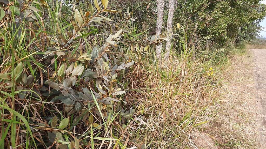 Image of Duguetia furfuracea (A. St.-Hil.) Saff.