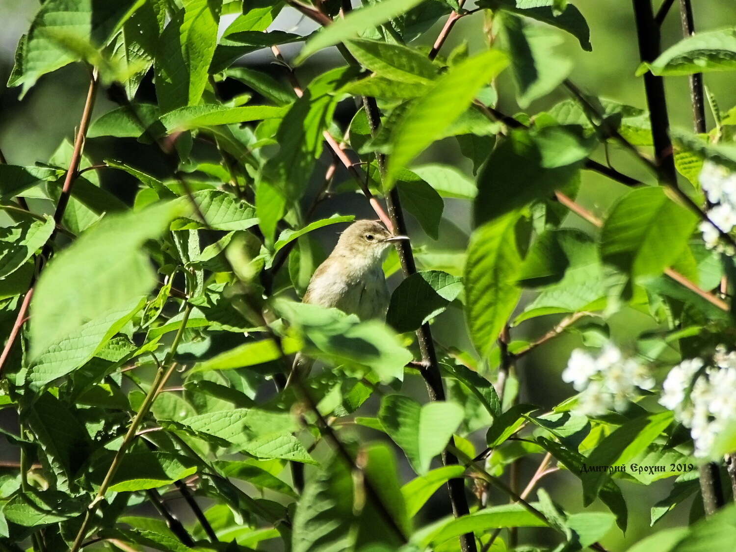 Image of Marsh Warbler