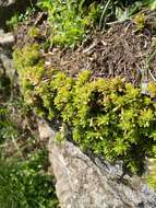 Image of Sedum monregalense Balbis