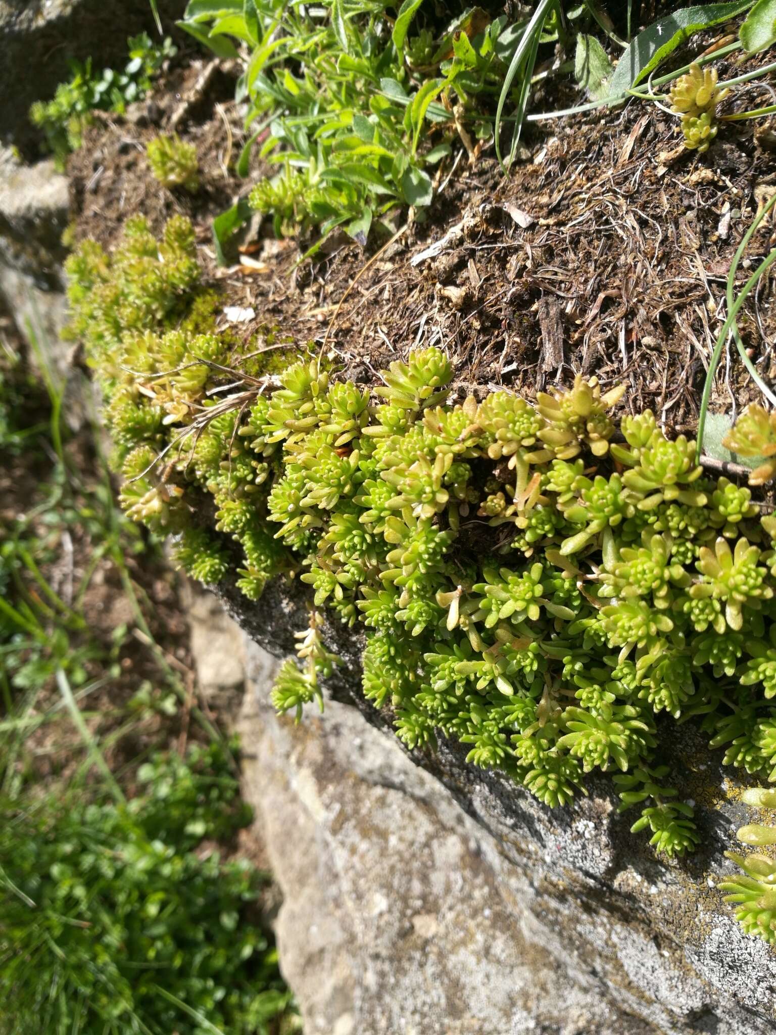 Sedum monregalense Balbis resmi