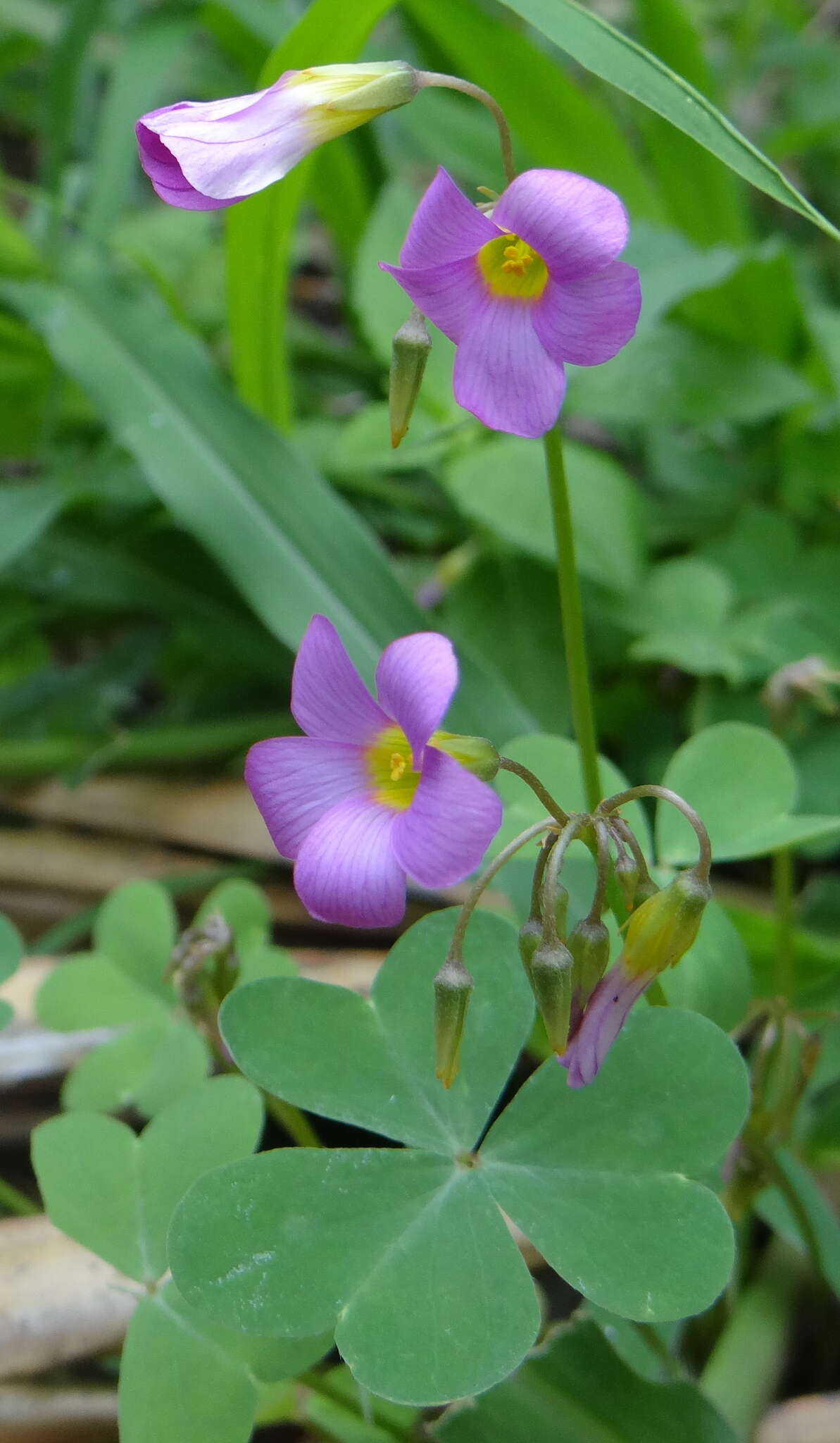 صورة Oxalis purpurascens Salter