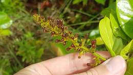 Imagem de Hirtella paniculata Sw.