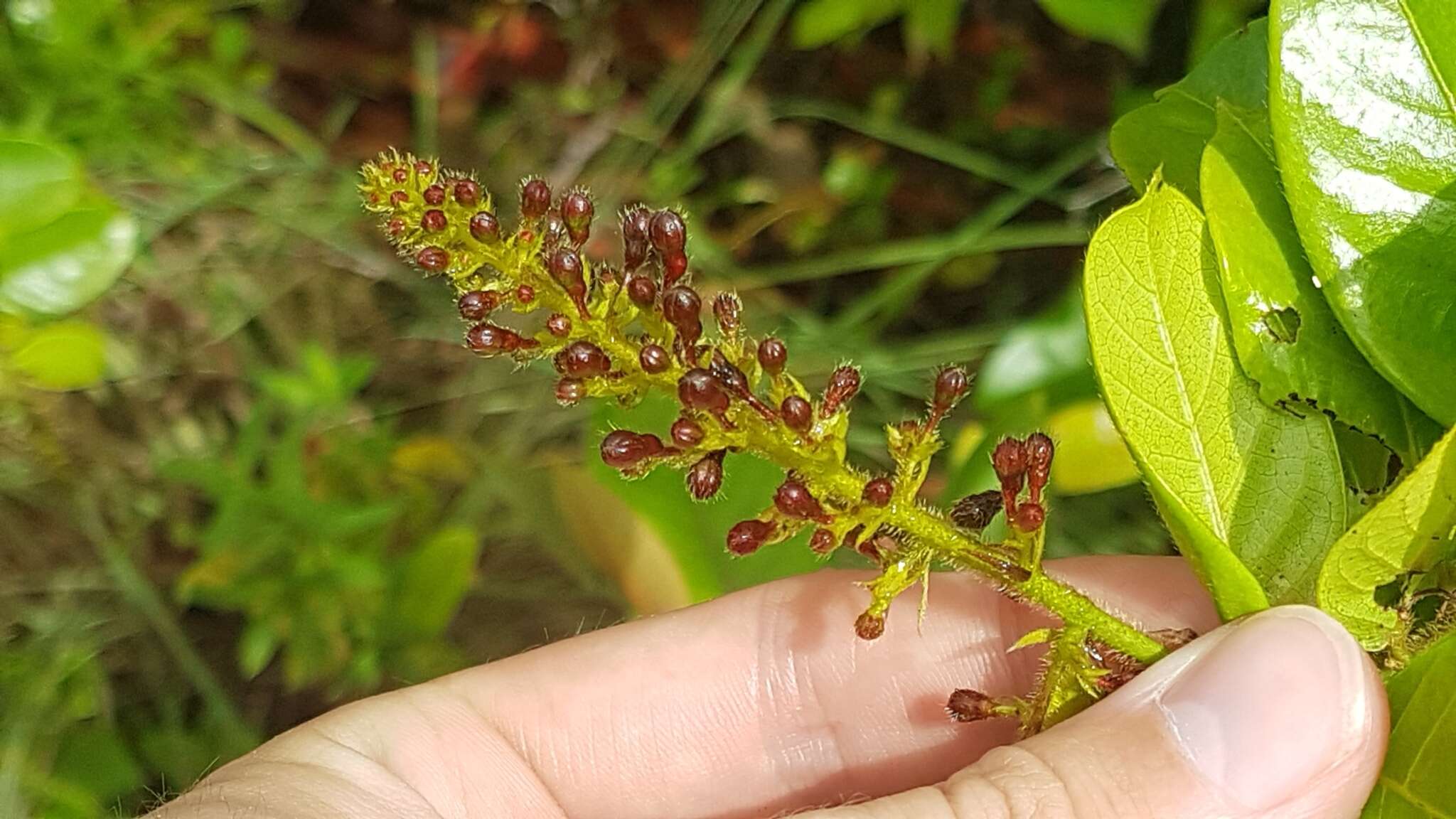 Plancia ëd Hirtella paniculata Sw.