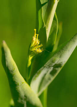 Слика од Turritis glabra L.