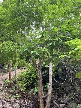 Image of Vitex hemsleyi Briq.