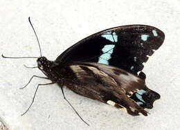 Image of greenbanded swallowtail