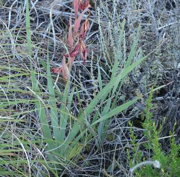 Image of Gladiolus saundersii Hook. fil.