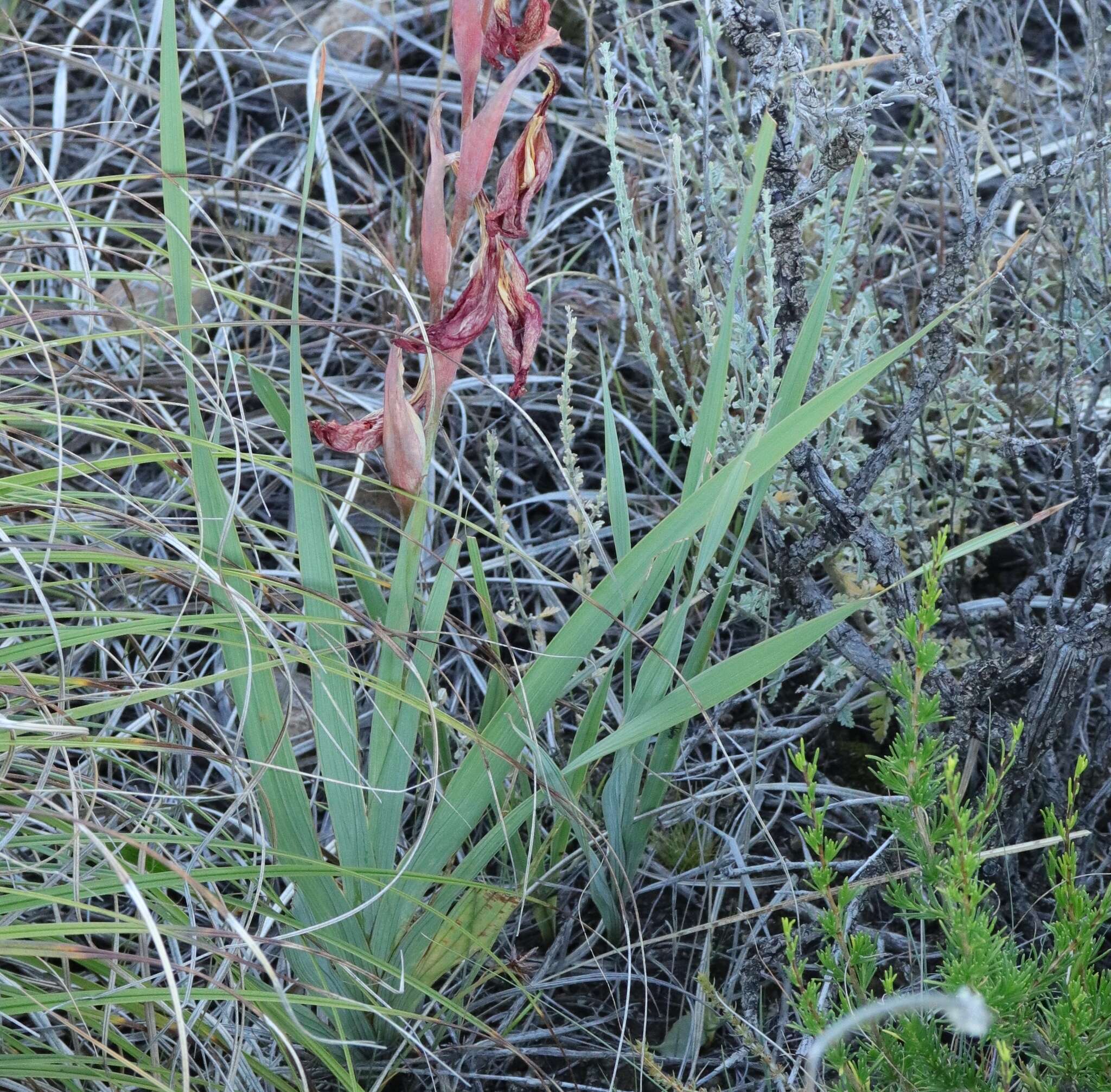 Imagem de Gladiolus saundersii Hook. fil.