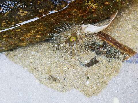 Image of gem anemone