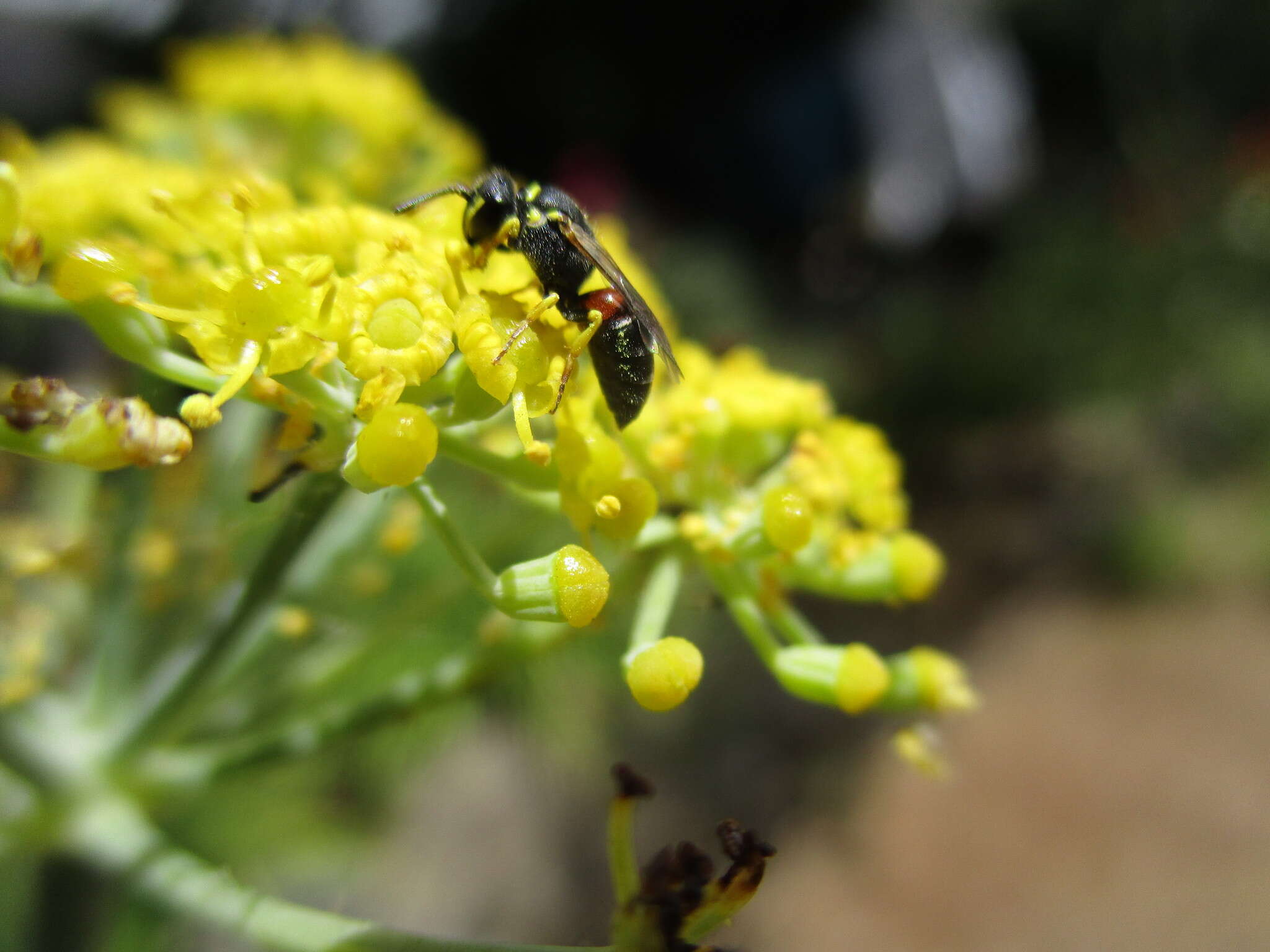 Image of Hylaeus sulphuripes (Gribodo 1894)