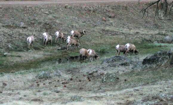 Imagem de Ovis canadensis canadensis Shaw 1804